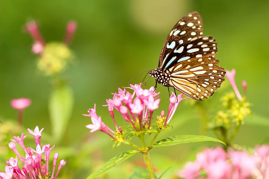 butterfly, moth, insect, macro, close up, nectar, pollen, flower HD wallpaper