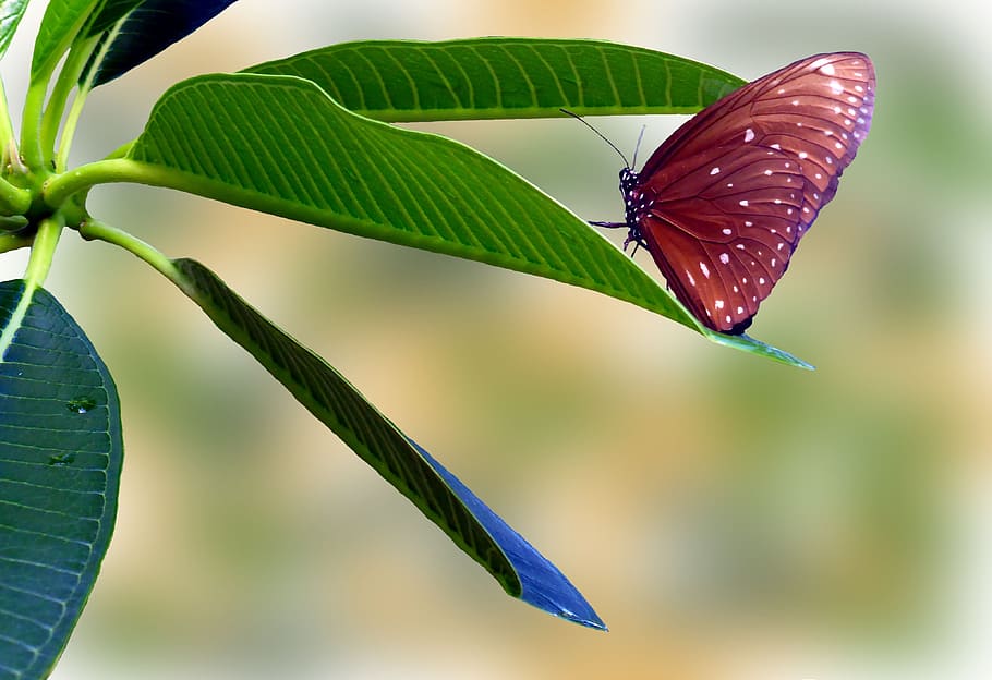 macro shot photography of brown and white butterfly on green leaf HD wallpaper