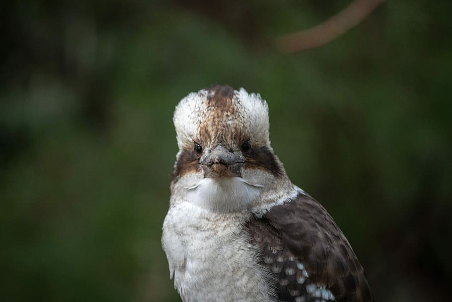 Kookaburra, australia, tree branch, perched, HD wallpaper | Peakpx