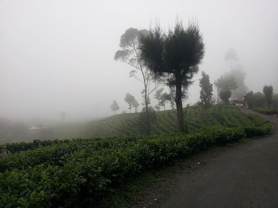 Mist, Tea Estate, Forest, the mist, haputhale, haputale, lipton's seat HD wallpaper