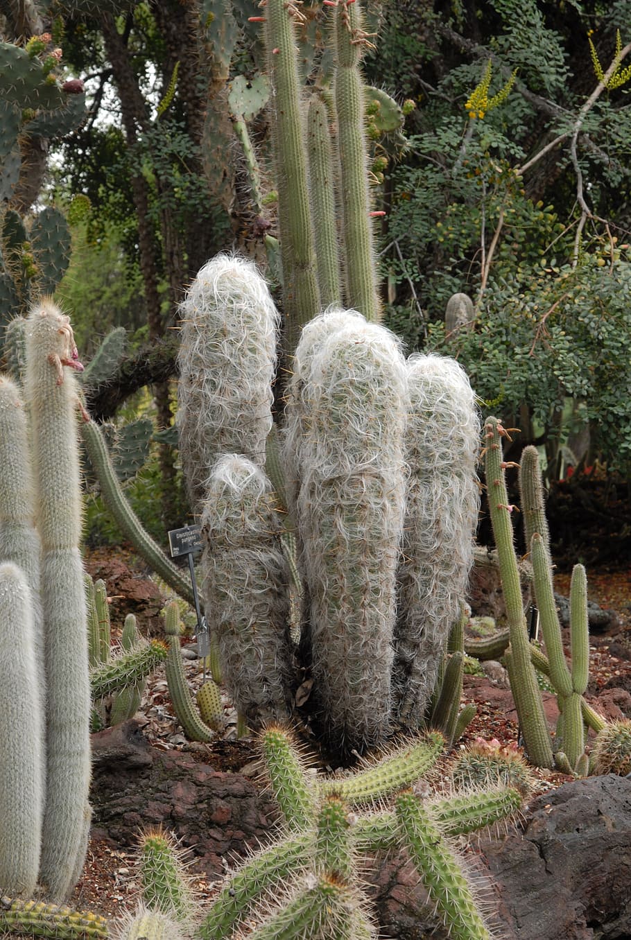 cacti, andes, peru, desert, plant, tree, animal themes, day HD wallpaper