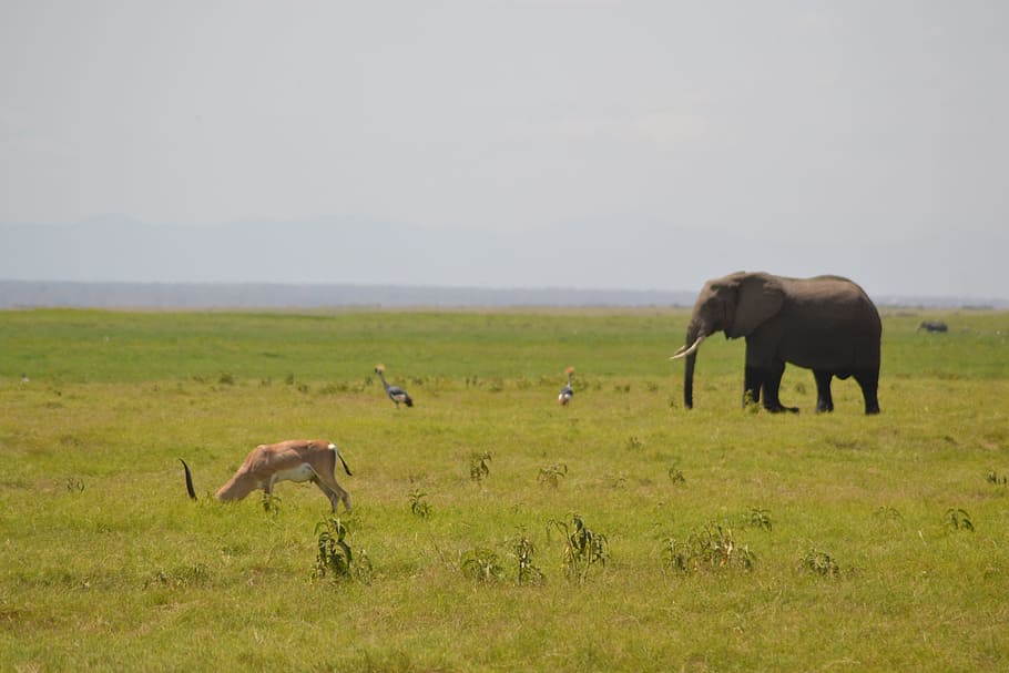 elephant, africa, forest, animal themes, animal wildlife, group of animals HD wallpaper