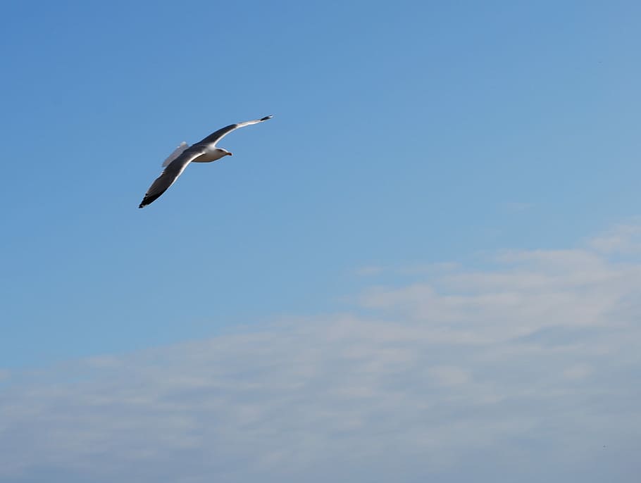 Seagull, Fly, Ala, Flight, Bird, sky, one animal, animals in the wild HD wallpaper
