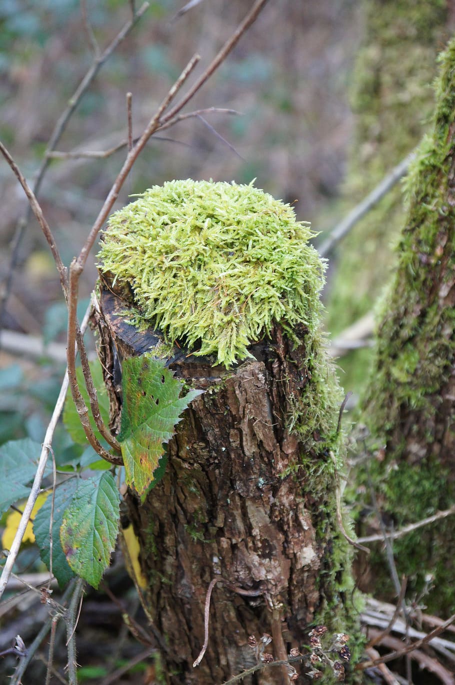 wood, forest, nature, tree, log, bark, brown, old, plant, focus on foreground HD wallpaper
