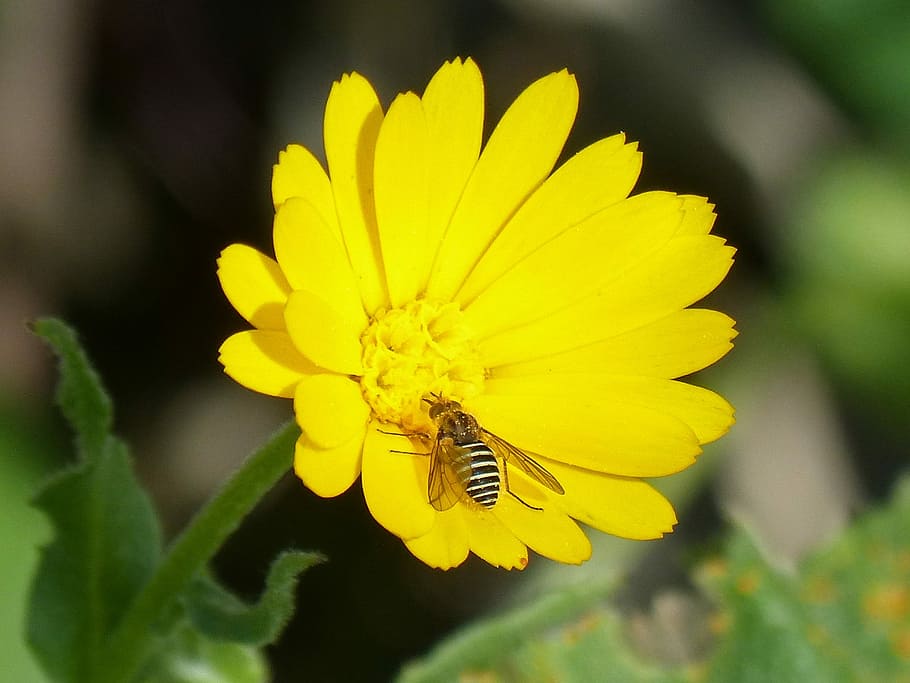 hoverfly, false bee, libar, nature, plant, flower, summer, invertebrate HD wallpaper