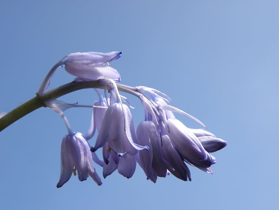 bluebells, flower, spring, flowering plant, sky, nature, freshness HD wallpaper