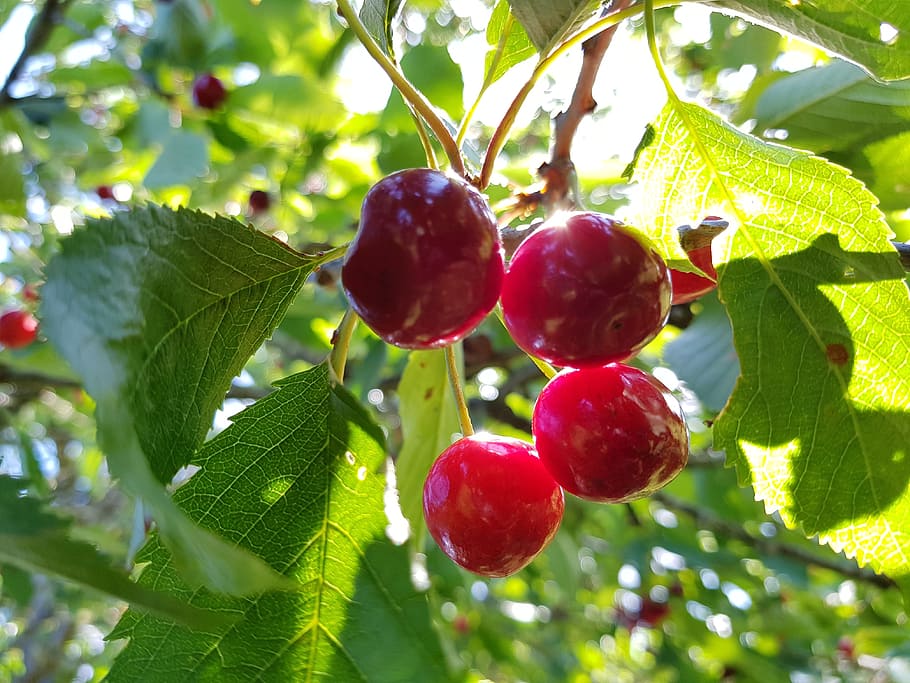 biggarå, garden, red, fruit, healthy eating, food and drink HD wallpaper
