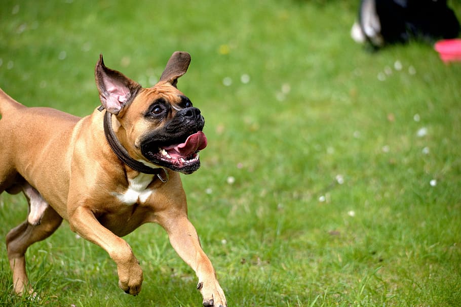 Dog, Play, Force, Romp, Animal, joy, meadow, grass, domestic animals HD wallpaper