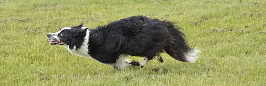 collie, dog, running, one animal, animal themes, mammal, canine HD wallpaper