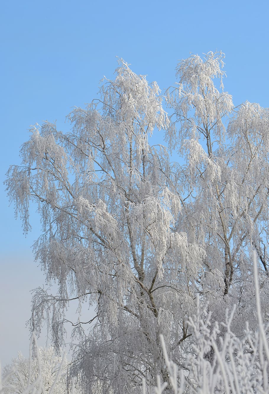 winter, birch, tree, snow, nature, wintry, blue, cold, mood HD wallpaper