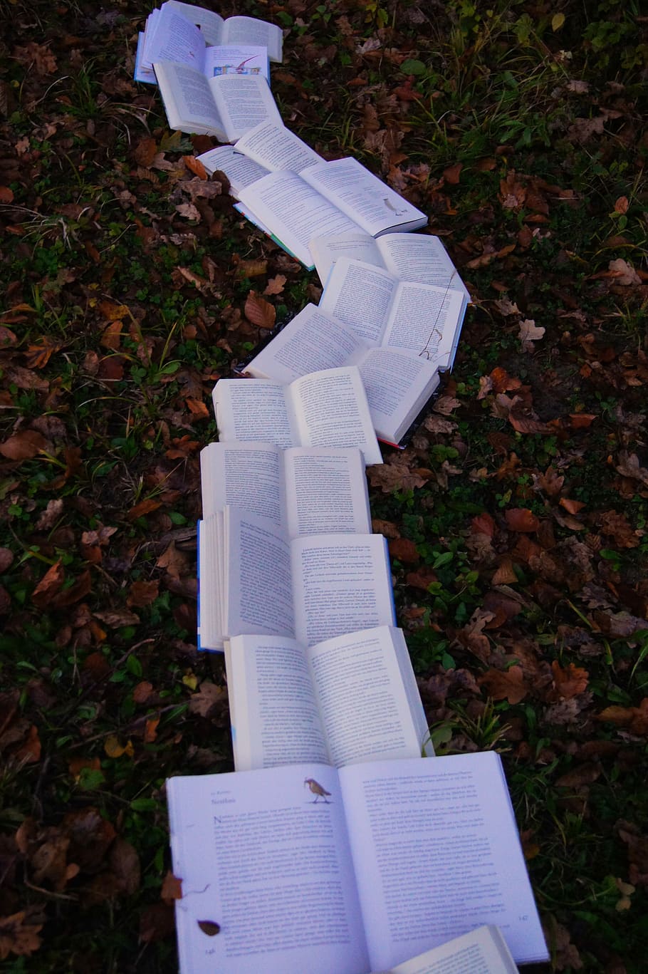 The Books in The Forest, open book lines on ground, pages, text HD wallpaper