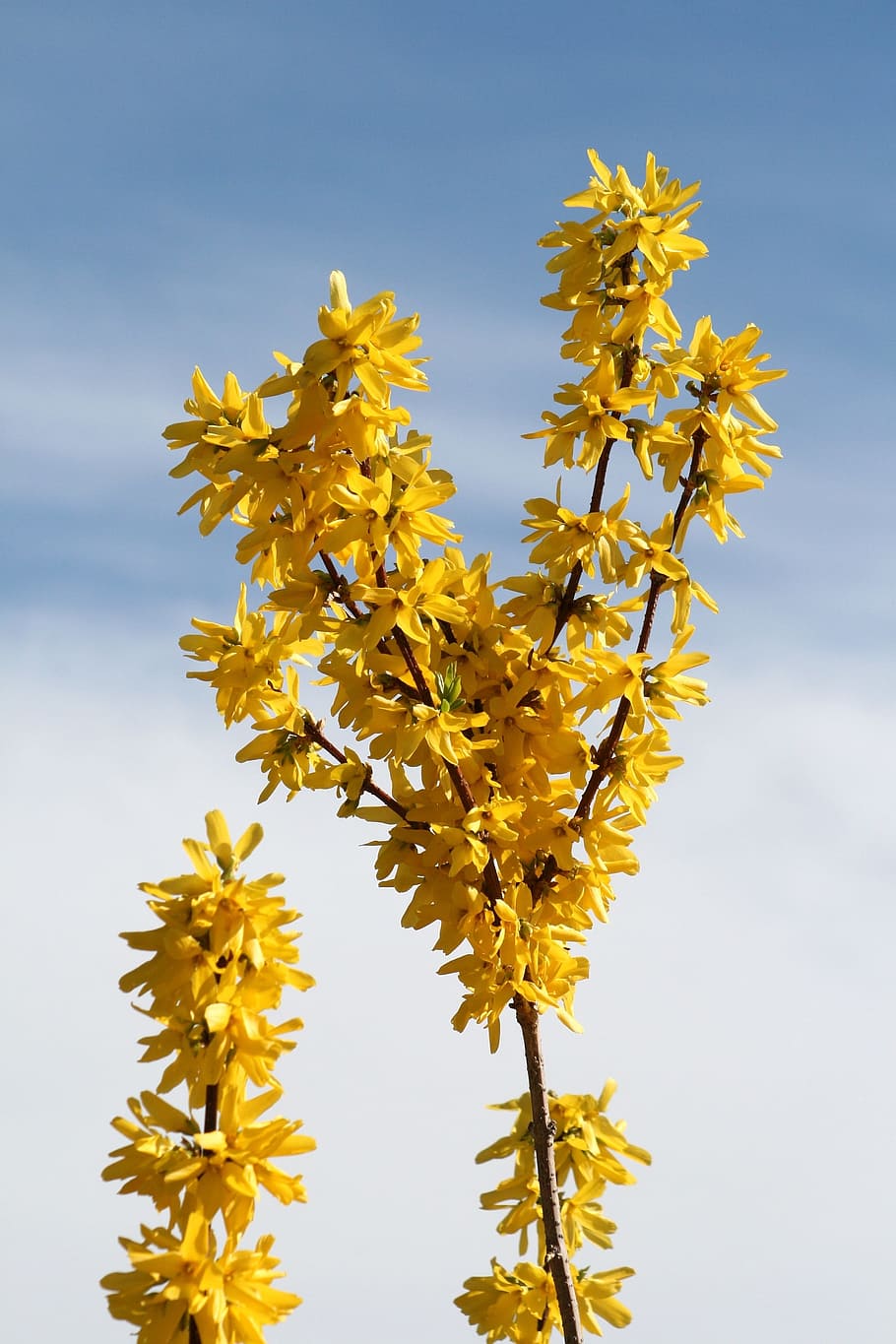 Spring, Bloom, Garden, Bush, Branch, sunshine, nature, flowers HD wallpaper