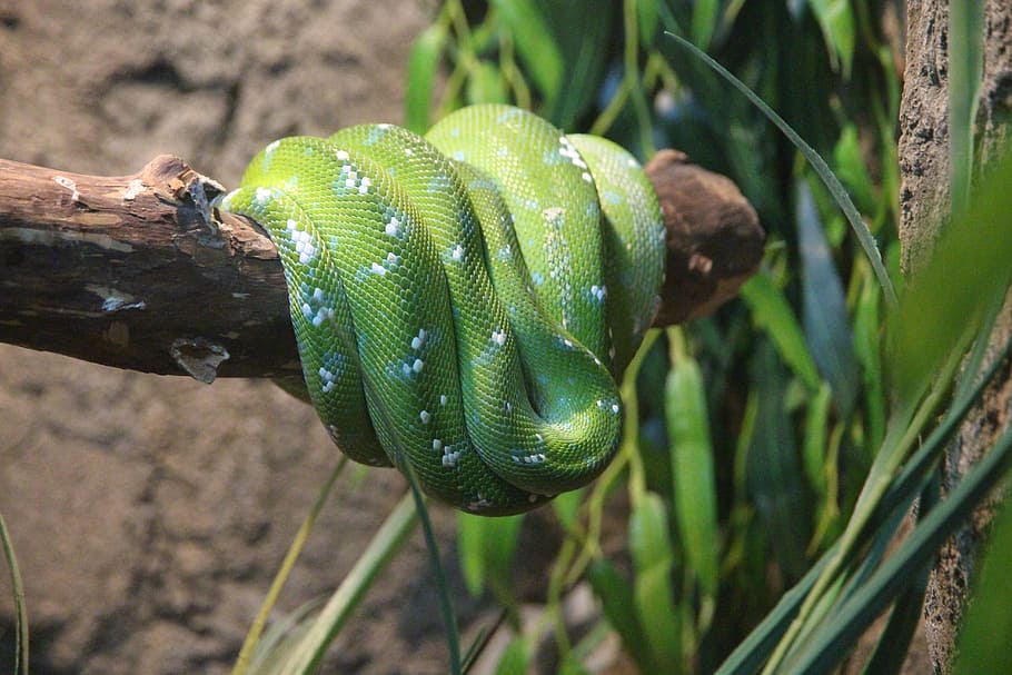 Green, Python, Morelia Viridis, green python, snake, creeping things HD wallpaper