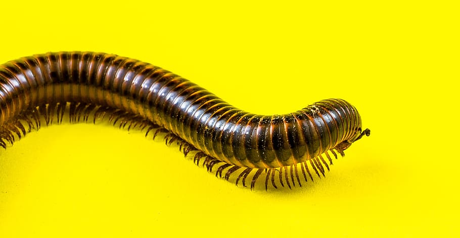 arthropod, giant tausendfüßer, millipedes, giant centipedes, HD wallpaper
