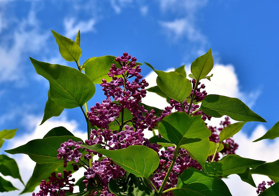 low-angle photography of purple lilac flowers under blue and white sky, HD wallpaper