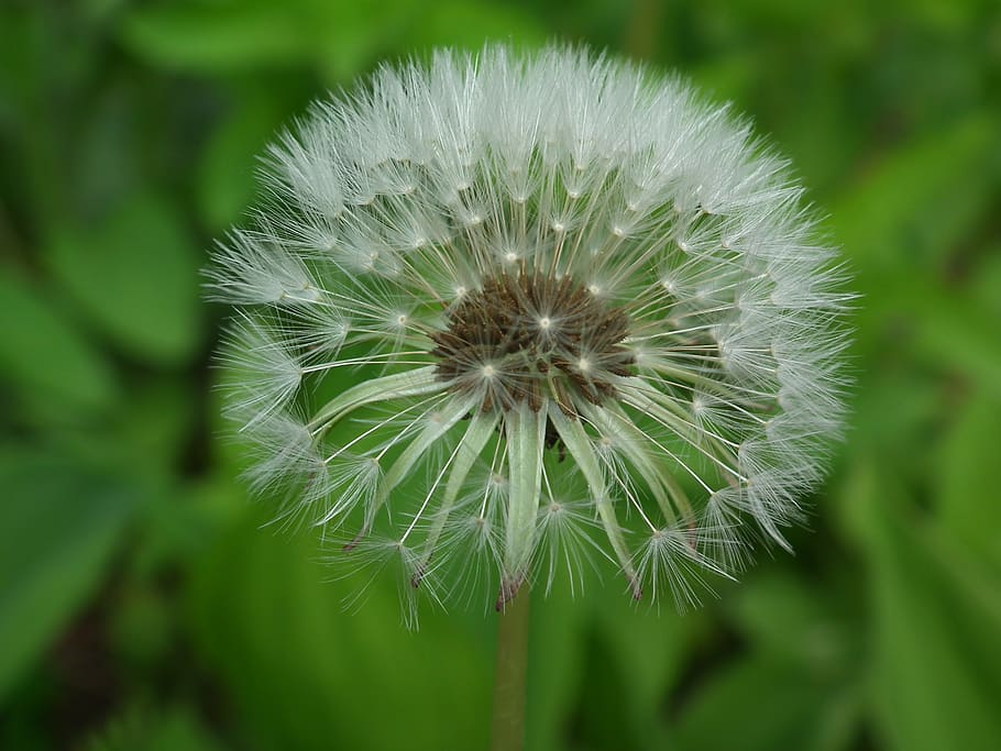 dandelion, flower, flowering plant, vulnerability, fragility HD wallpaper