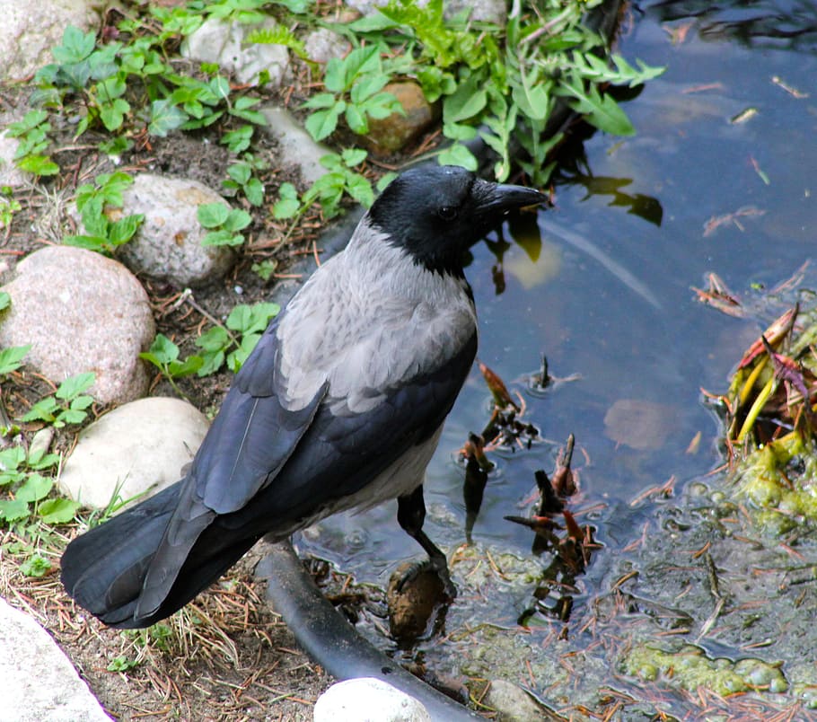 animal, bird, crow, animal themes, animal wildlife, vertebrate HD wallpaper