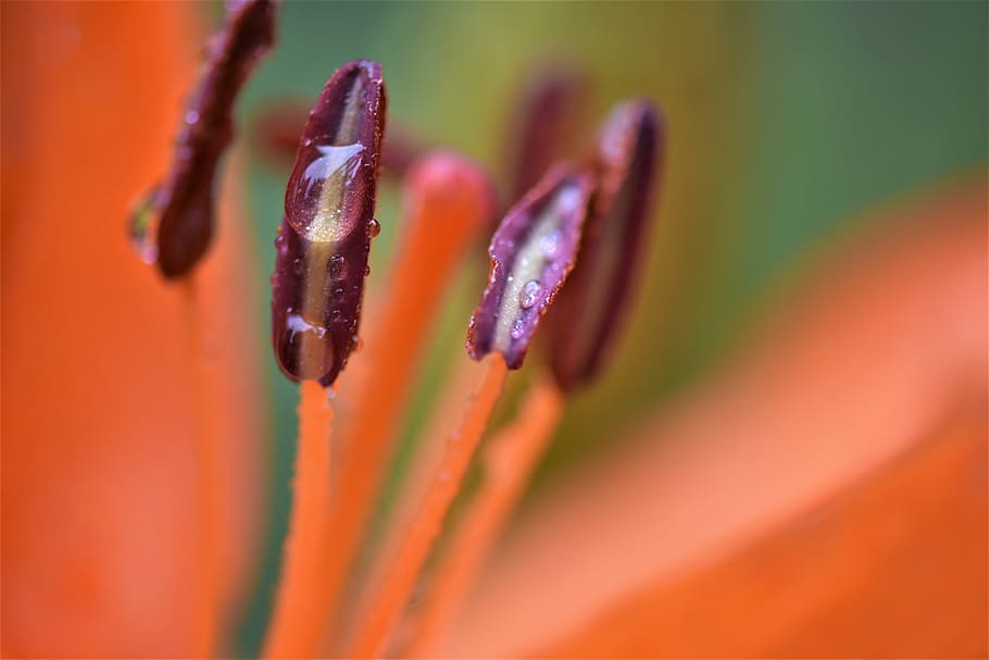macro, flower, morning dew, drop, close-up, growth, plant, flowering plant HD wallpaper