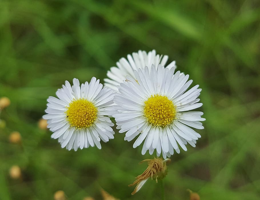 Fleabane, Flowers, Wildflowers, Spring, petals, white flowers HD wallpaper