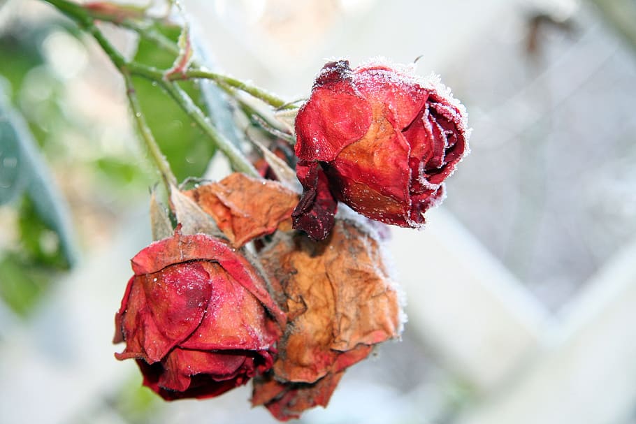 roses, winter, frozen, plant, plant part, leaf, close-up, beauty in nature HD wallpaper
