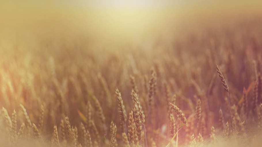 field, wheat, yellow, crop, agriculture, cereal plant, landscape HD wallpaper