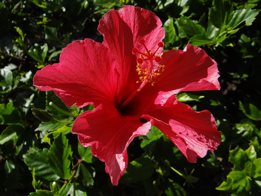 flower, botany, hibiscus, flowering plant, fragility, petal HD wallpaper