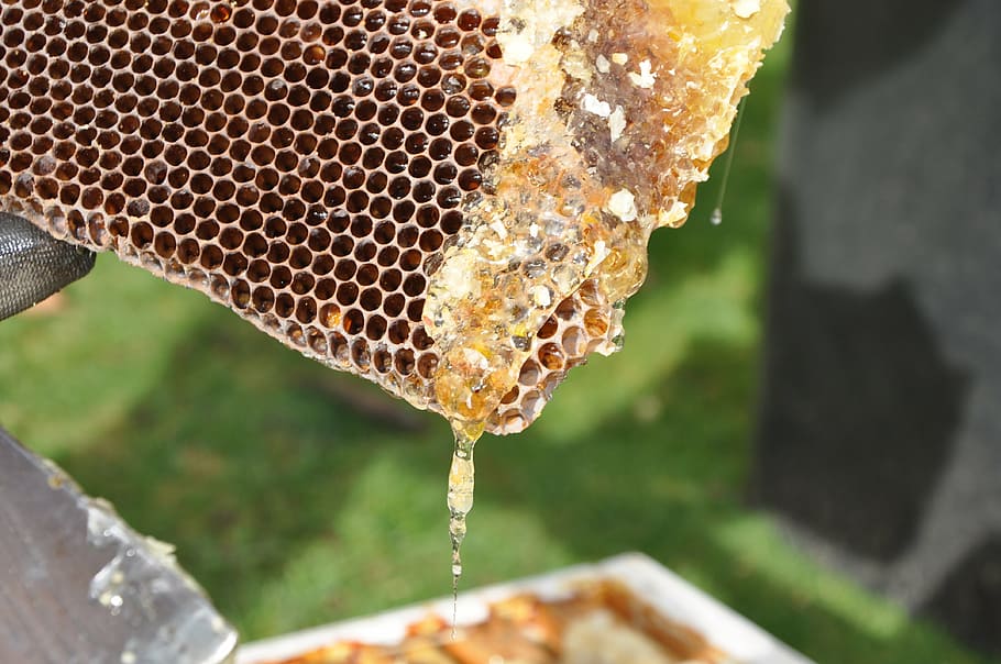 beekeeper, combs, honey, nature, bees, beehive, honeycomb, insect