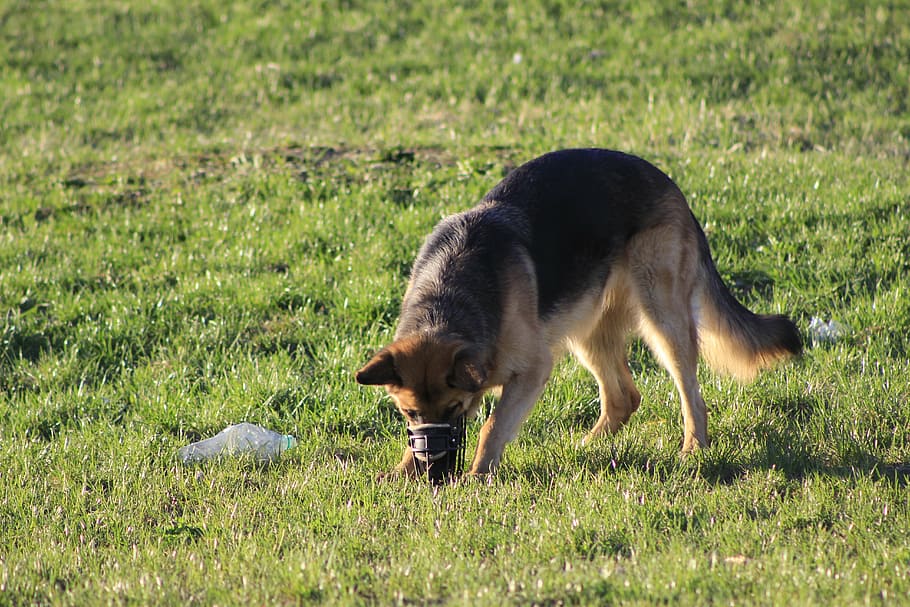 dog, fun, search, sniffing, the nose, a walk with a dog, on a walk HD wallpaper