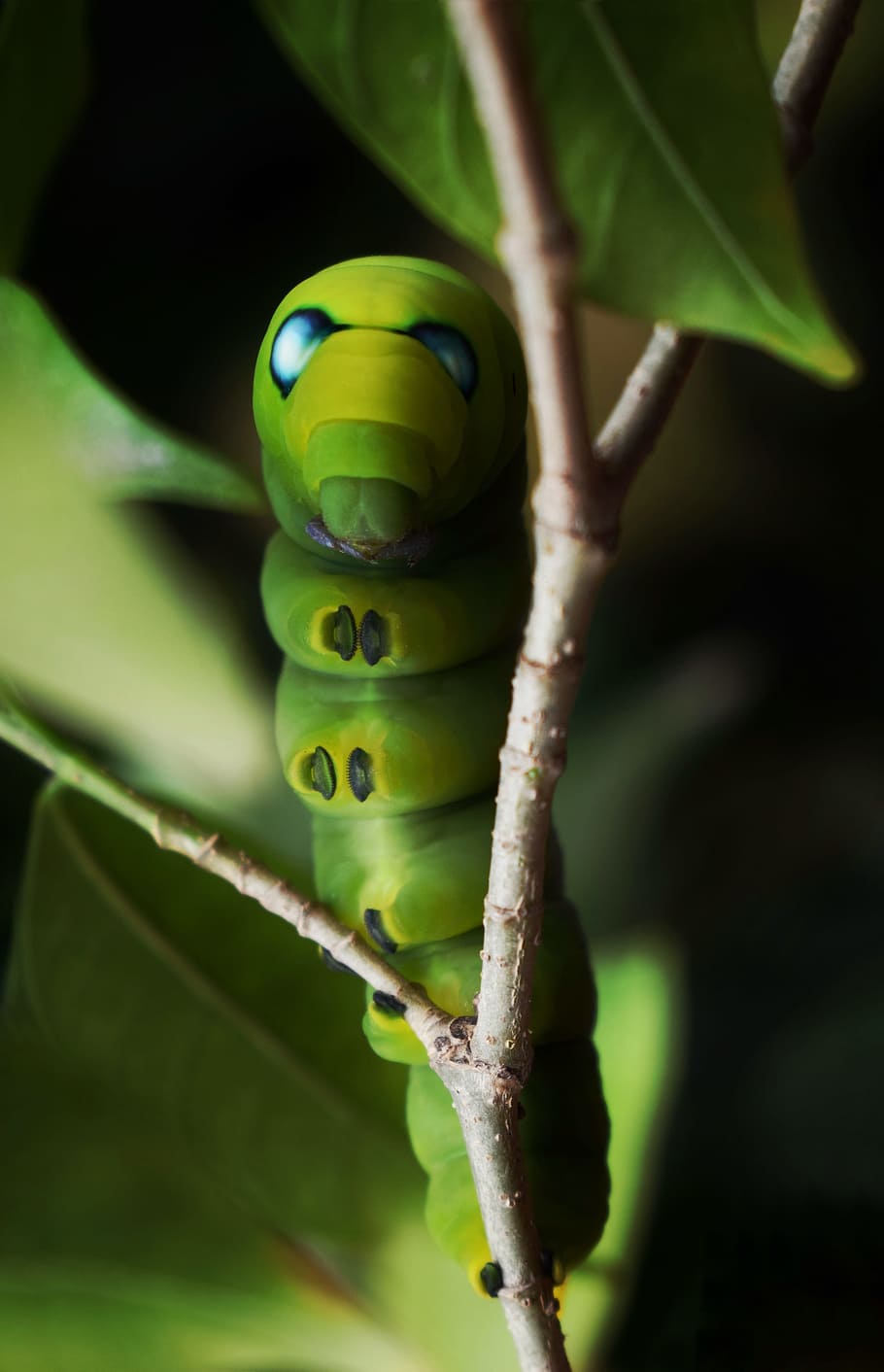 caterpillar, moth, green, worm, scary eyes, blue eyes, plant HD wallpaper