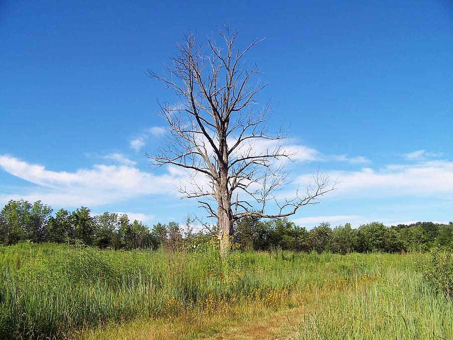 Dead, Trees, Trees, Field, Nature, Weeds, summer, landscape HD wallpaper