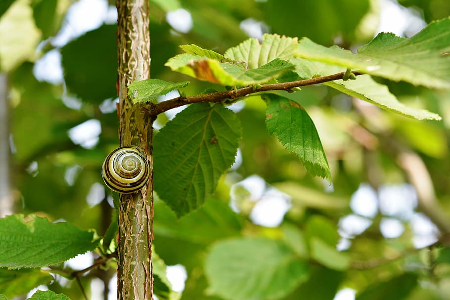 snail, seashell, hazel, green, leaf, nature, green Color, close-up HD wallpaper