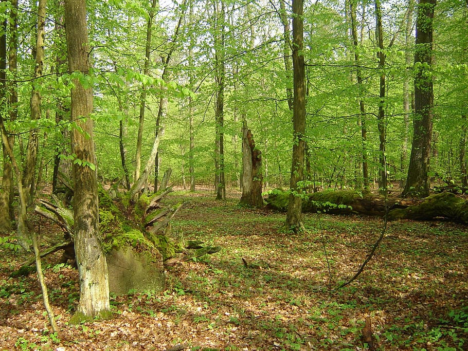 Spring, Forest, Green, Moss, Old, Tree, old tree, dry, nature HD wallpaper
