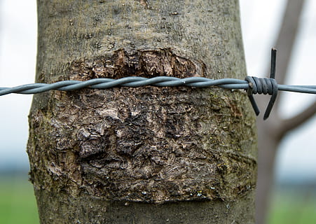 barbed wire, rotated, close, wiring, tree, bark, tree bark HD wallpaper
