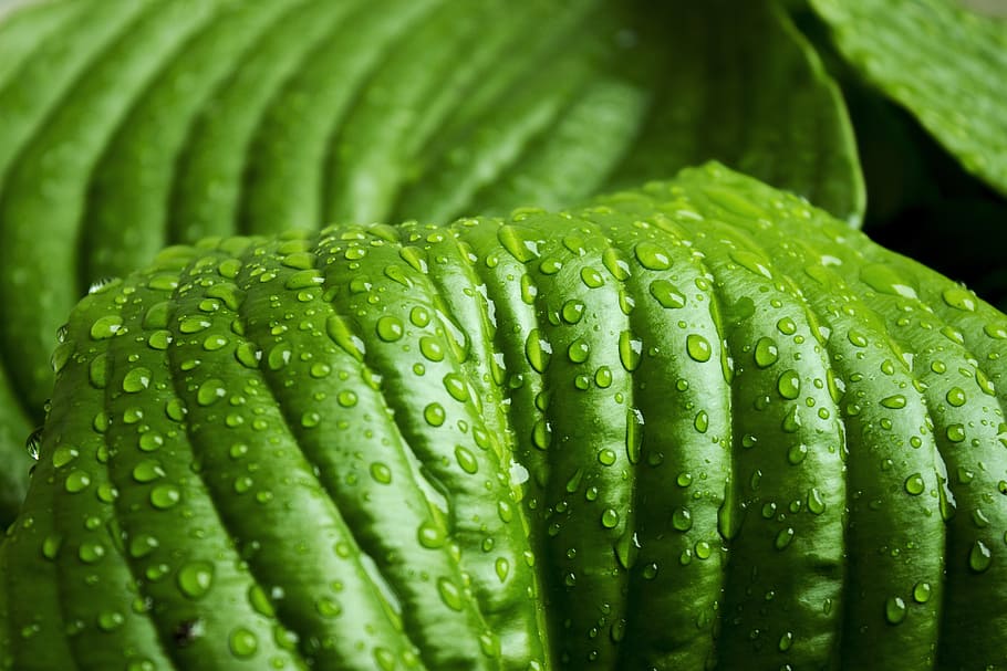leaf, green, rain, nature, plant, spring, freshness, macro HD wallpaper