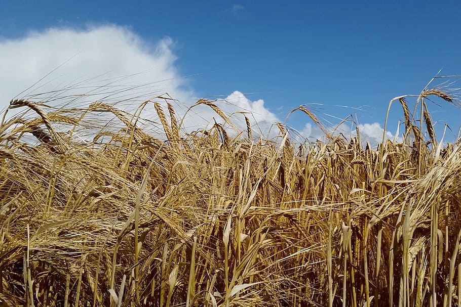 Corn, Agriculture, Field, Nature, summer, harvest, sky, farm HD wallpaper