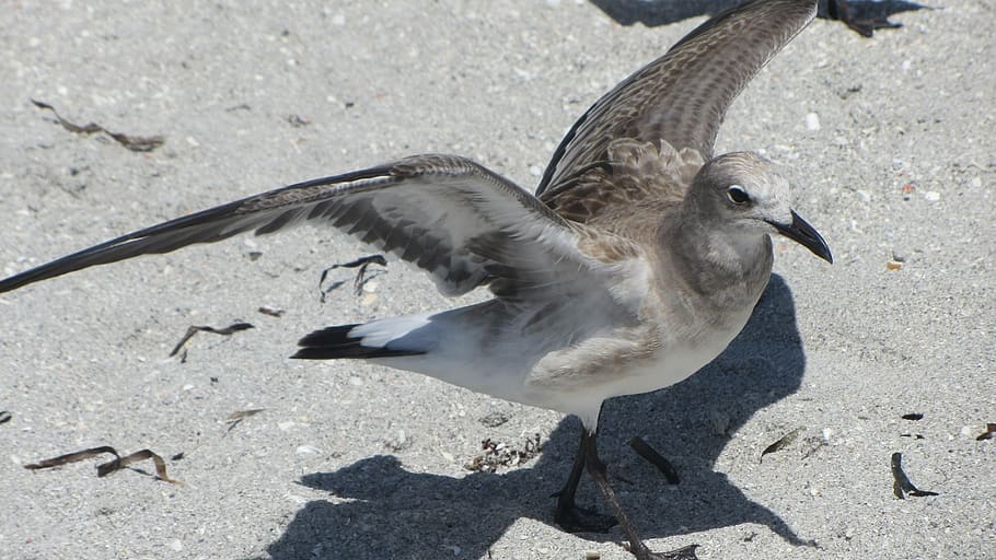 seagull, bird, summer, ocean, beach, fauna, seabird, feather HD wallpaper