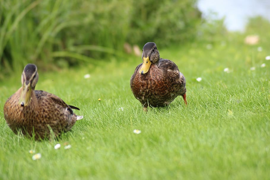 Ducks, Meadow, Spring, Nature, duck on meadow, bird, mallard Duck HD wallpaper