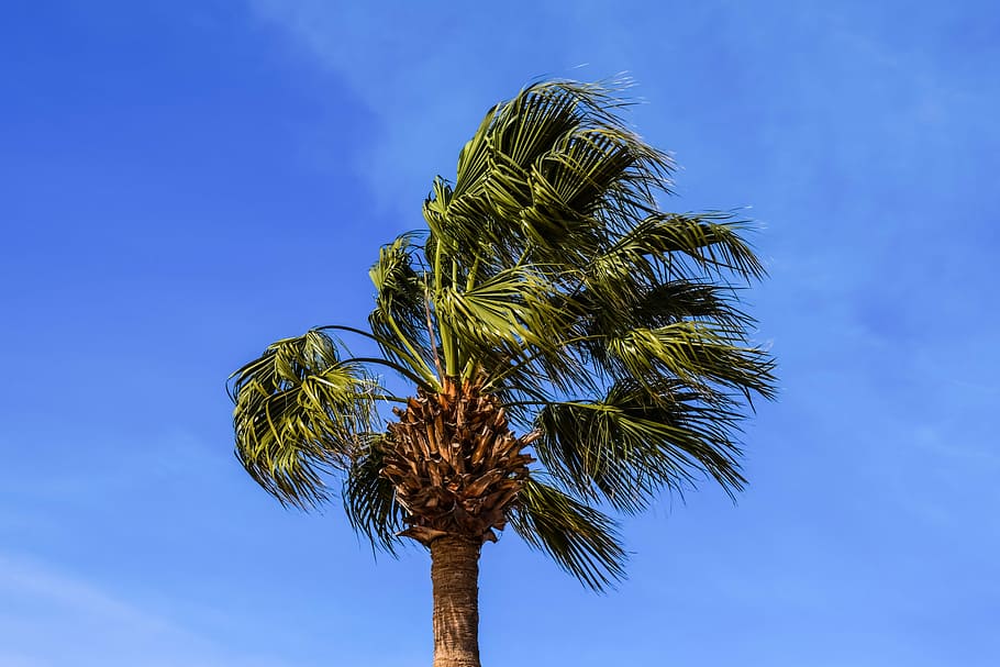 Palm Tree, Tropical, Nature, Plant, wind, blue, sky, no people HD wallpaper