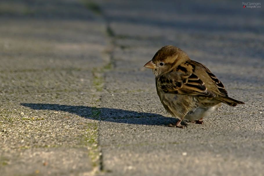 mus, bird, small, animal, animal themes, vertebrate, animal wildlife HD wallpaper
