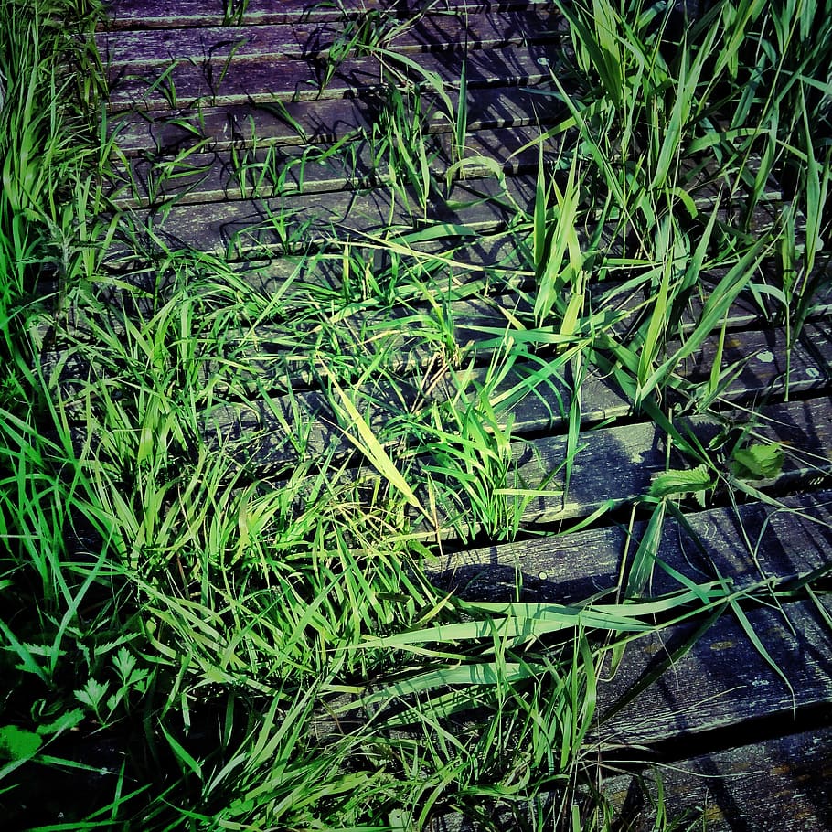 web, green, grass, nature, away, wood, wooden boards, summer HD wallpaper