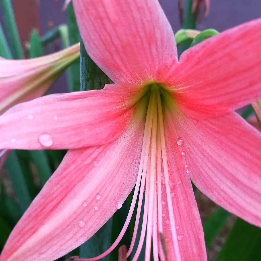 nature, petals, blur, flower, bloom, blooming, blossom, botanical HD wallpaper