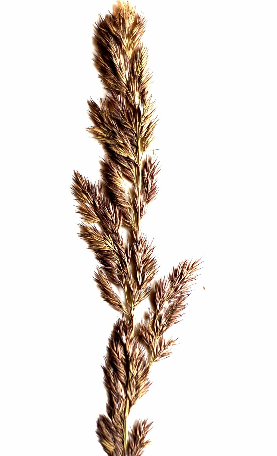 a grass, spikelet, white, nature, seed, isolated, studio shot HD wallpaper