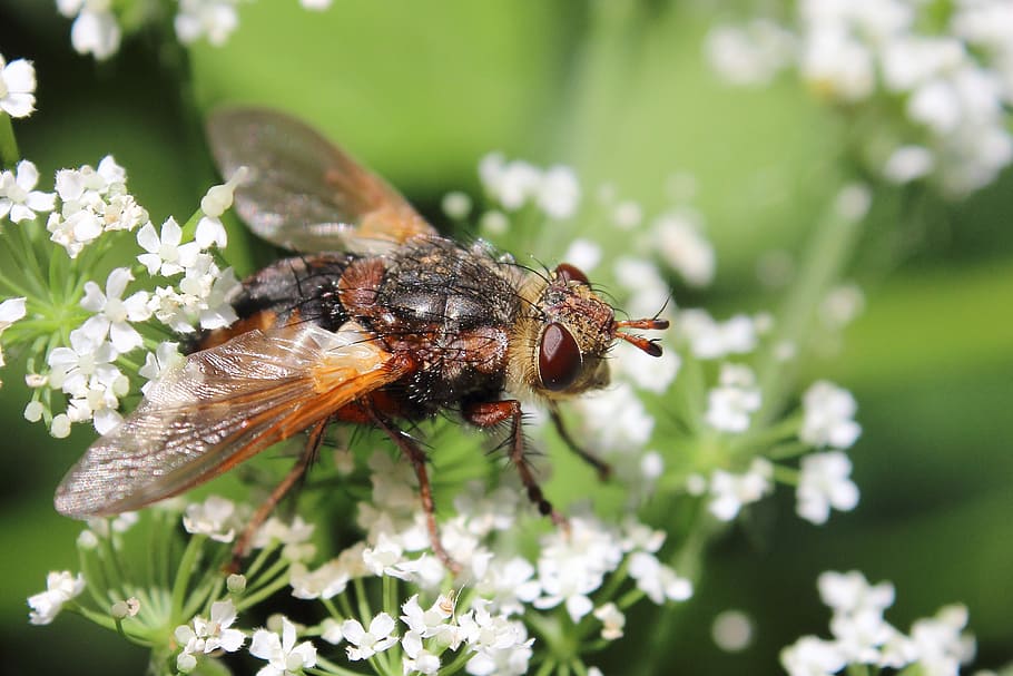 fly, insect, blossom, bloom, macro, close, roadside, forest HD wallpaper