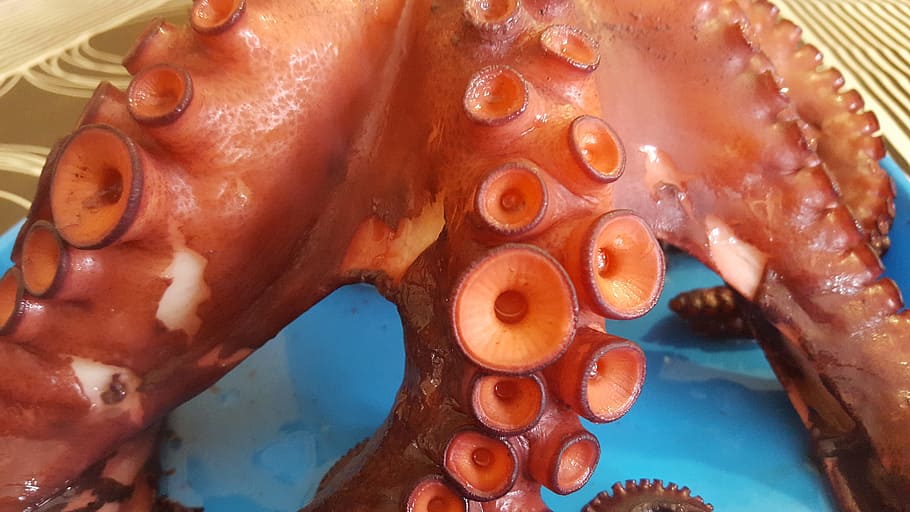 Octopus, Galicia, animal, sea, seafood, red, no people, tentacle HD wallpaper
