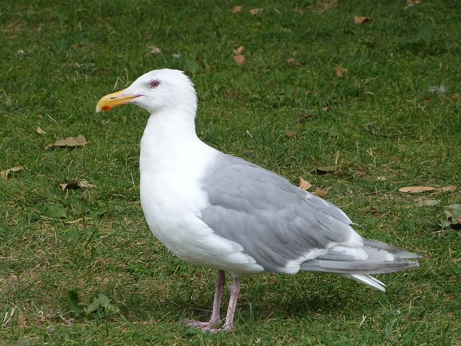 seagull, ave, bird, seagulls, wings, animal, animals, nature HD wallpaper