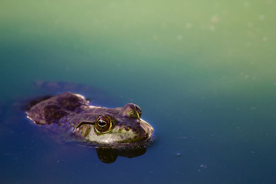 blue, water, nature, frog, amphibians, animals, animal themes HD wallpaper