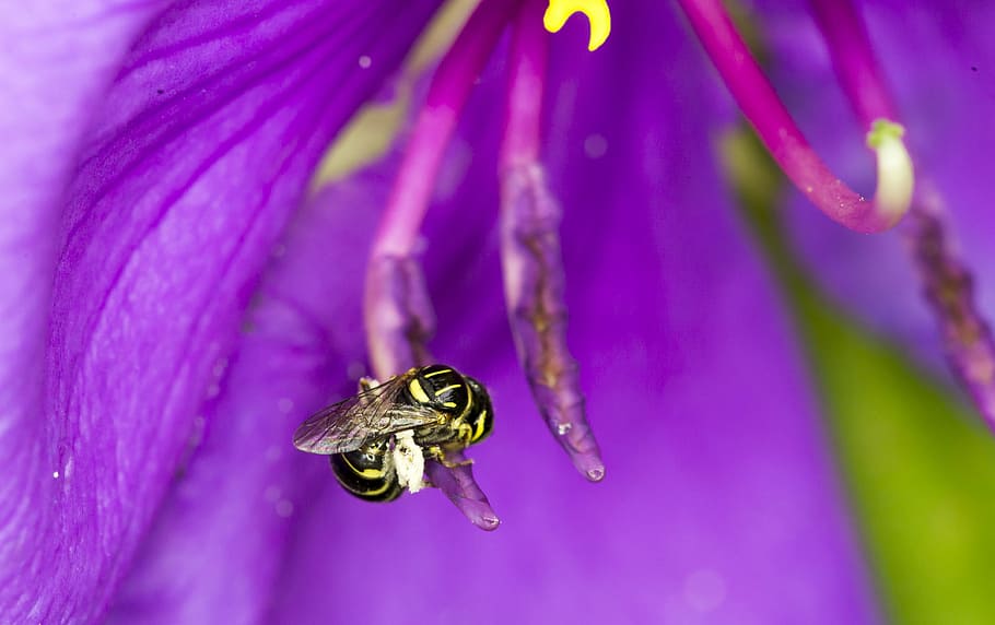 bees, flower, natural, animal themes, animals in the wild, animal wildlife HD wallpaper