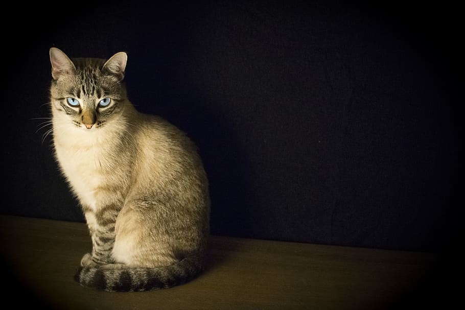 brown tabby cat sitting on wood, pet, look, feline, animal, blue eyes, HD wallpaper