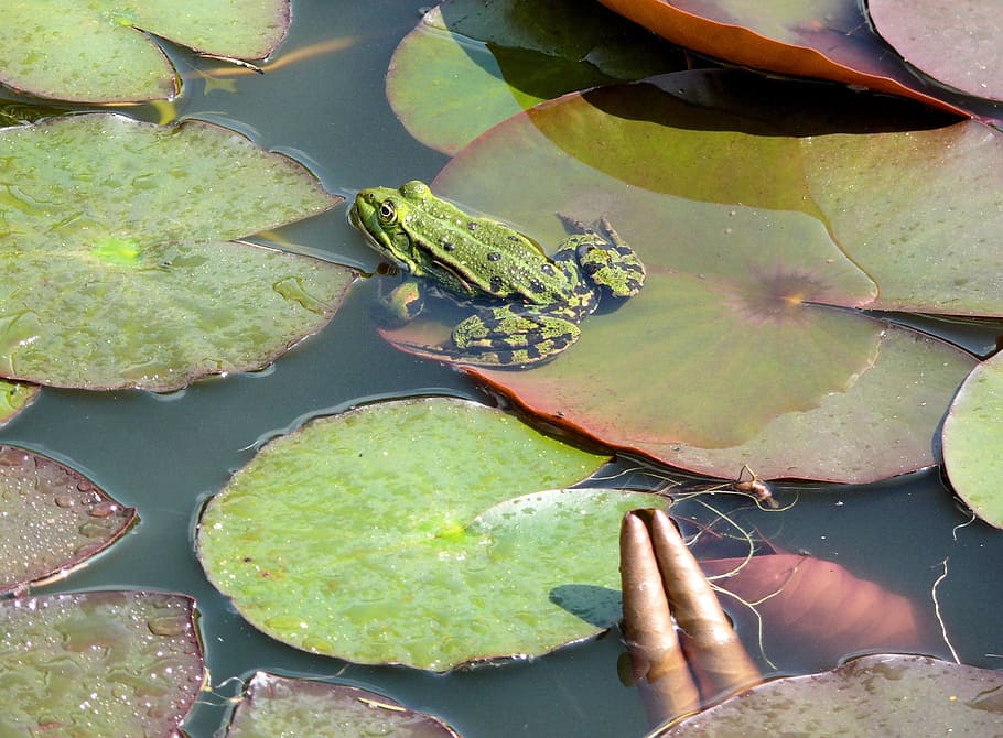 Frog, Pond, Croak, Nature, green, water, floating on water HD wallpaper
