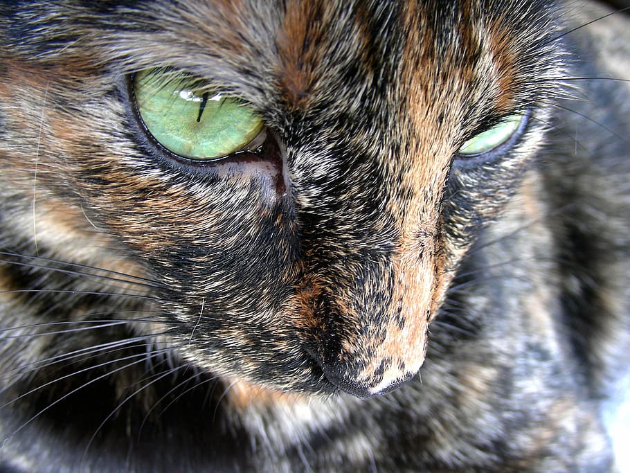 cat, my, kitty, animal themes, one animal, mammal, domestic HD wallpaper